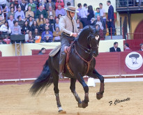 Dia da Tauromaquia - Demonstração de Equestre