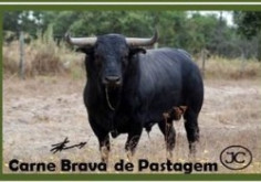 Novidades Carne Brava de Pastagem