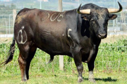 Toiro de Canas de Vigaroux  para 11 de Maio em Moura