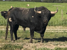 Os Toiros para a corrida inaugural do Abono do Campo Pequeno