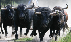 Campo Pequeno inaugura a temporada na próxima sexta-feira 12 de Abril