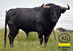 OS TOIROS DE SALTILLO E DR. ANTÓNIO SILVA PARA VILA FRANCA