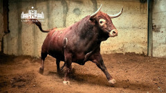 Toiros Varela Crujo para a corrida desta noite