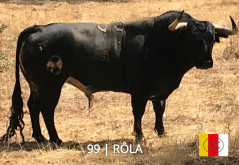 “Os Toiros da Ganadaria Jorge Carvalho para 11 de Julho, no Campo Pequeno”