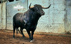 Toiros Murteira Grave para a corrida desta noite