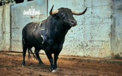 Toiros Murteira Grave para a corrida desta noite