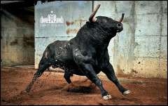 Toiros Veiga Teixeira para a corrida desta noite