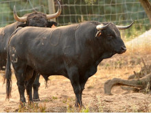OS TOIROS DE HIGINO SOVERAL PARA A CORRIDA DA FIGUEIRA DA FOZ