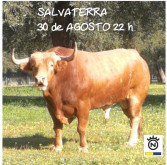 SALVATERRA | 30 de AGOSTO | SEXTA-FEIRA | 22 H – EXALTAÇÃO AO FORCADO AMADOR E HINO AO TOIRO BRAVO