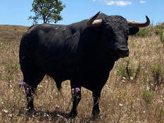 Toiros do Dr. António Raúl Brito Paes  para o  Campo Pequeno         