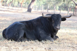 De volta ao campo como semental.