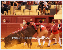 Forcados de Montemor voltam a actuar no Campo Pequeno, em Setembro
