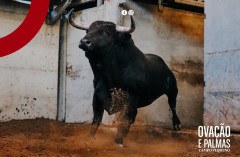 O peso e fotografias dos Toiros para esta noite no Campo Pequeno