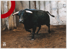 Os toiros Vinhas, aprovados para a corrida de hoje à noite no Campo Pequeno