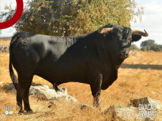 Passanhas para  hoje que  encerram  temporada do Campo Pequeno