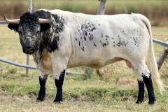Os Novilhos/Toiros para o festival Taurino  