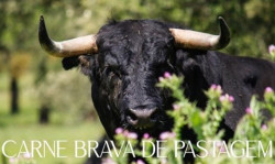 Carne Brava de Pastagem - Entregas ao domicílio no próximo dia 21 de Dezembro, 2ª feira.