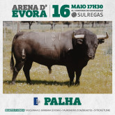Os Toiros para o concurso, 61º Concurso de Ganadarias – SULREGAS na praça de Toiros de Évora