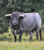 OS TOIROS DE VALE SORRAIA PARA O ENCERRAMENTO DA FEIRA TAURINA DA CHAMUSCA