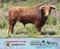 Imagens dos Novilhos para hoje em Sanlúcar de Barrameda