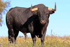 Corrida séria,com cara,peso e trapio,para Beja. 