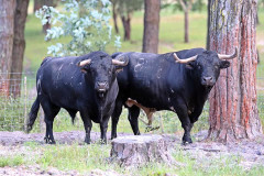 Toiros de FERNANDES DE CASTRO  para domingo em Reguengos de Monsaraz!