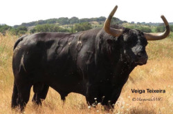 Corrida em Salvaterra no dia das comemorações do Centenário da Castiça Praça de Toiros.