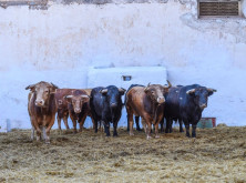 Ordem de lide dos Toiros da ganadaria Alcurrucén para esta tarde em Castellón