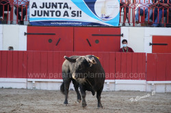Fotogaleria do 39º Concurso de Ganadarias em Alcochete