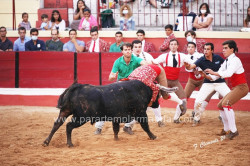 Fotogaleria  do treino do Grupo de Forcados Amadores de Vila Franca