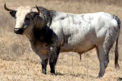 Os Toiros para a primeira do Ano em Apizaco