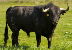 Os 6 Palhas para 