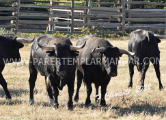 Visita ao Toiros  que vão passar na Ponte Marechal Carmona na manhã de dia 3 de julho às 10H00