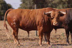 Os São Torcato, para o concurso de pegas ,hoje na Barquinha