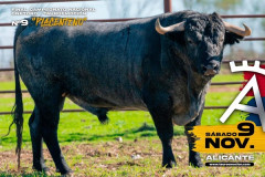 Os imponentes Toiros de Victorino Martín para a final do campeonato de recortadores  'Onetoro'