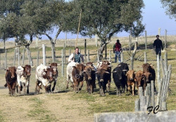 Ferra na Ganadaria Irmãos Carreira