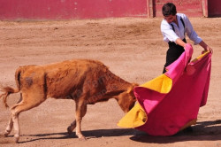 A Academia de Toureio do Campo Pequeno participou em mais um tentadero, desta vez na ganadaria de Falé Filipe.