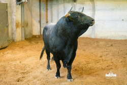Os toiros para a corrida de hoje