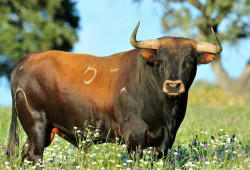 Triunfadores das Sanjoaninas dia 3 no Campo Pequeno