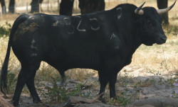 Os Palhas para São Cristovão