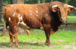 Os Castros para Èvora
