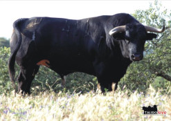 Os Veiga Teixeira para Coruche