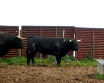 TOIROS VARELA CRUJO PARA St.Antº das Areias