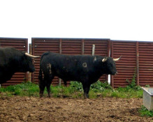 TOIROS VARELA CRUJO PARA St.Antº das Areias