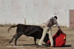  Os alunos da Academia do Campo Pequeno participaram numa magnífica tenta na ganadaria do Eng. António Silva, em Coruche. Sob a gestão e o olhar atento de Zé André, foram tentadas 11 novilhas. Os pupilos do Campo Pequeno continuam a dar cartas e a colocar em prática os conhecimentos adquiridos