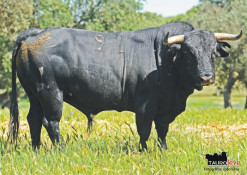 Coruche - 30 de Maio – Os Toiros a Concurso para Coruche