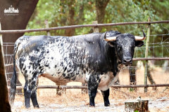 Toiros para quinta-feira, no Campo Pequeno