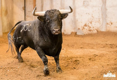 Os toiros CANAS VIGOUROUX para a corrida de hoje no Campo Pequeno