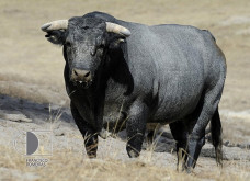 Corrida de Toiros das Vindimas de Homenagem a Dr. Fernando Salgueiro, é já amanhã!!!