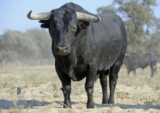 A apresentação  da feira taurina de Outubro em Vila Franca 